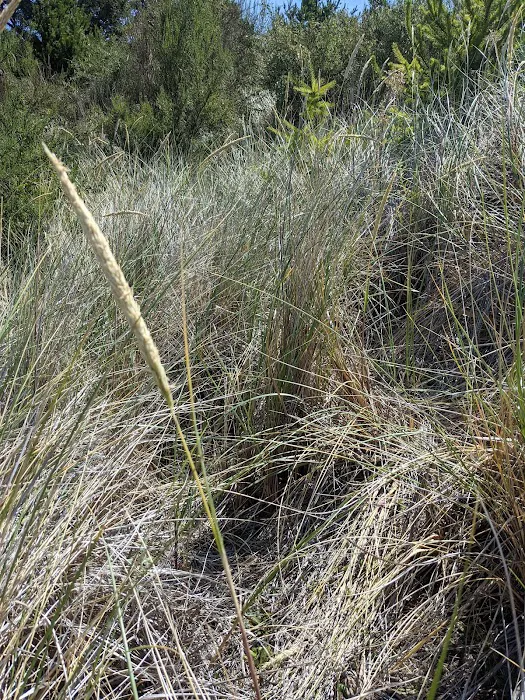 Carter Dunes Trailhead Picture 7