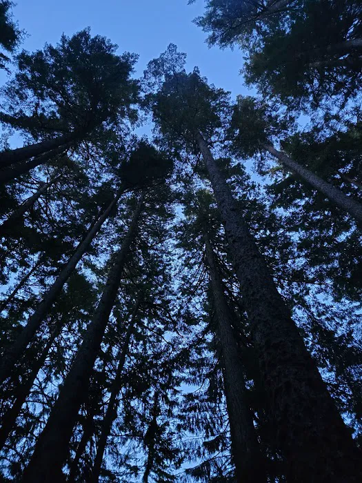 Jessie M. Honeyman Memorial State Park Campground Picture 5