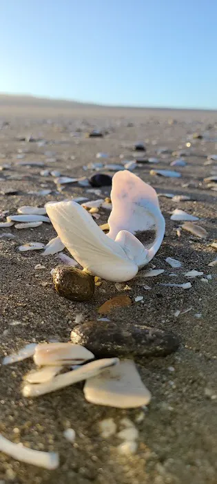 Waxmyrtle Campground Picture 2