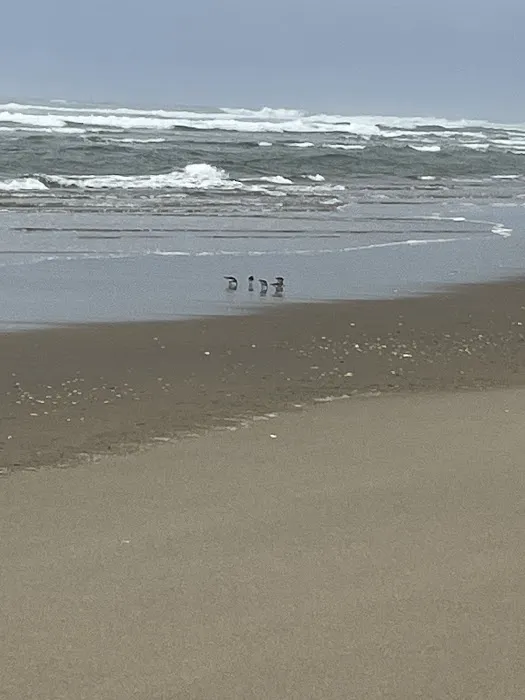 Siltcoos Sand Camping Access Picture 2