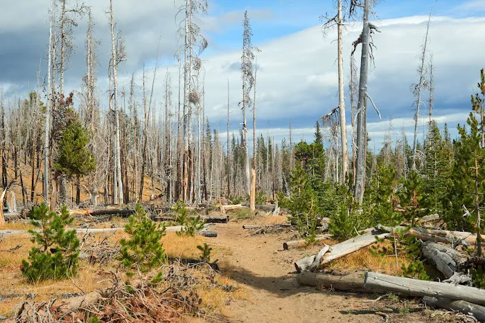 Three Creek Meadow Campground & Horsecamp Picture 1