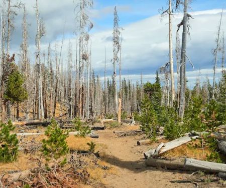 Three Creek Meadow Campground & Horsecamp