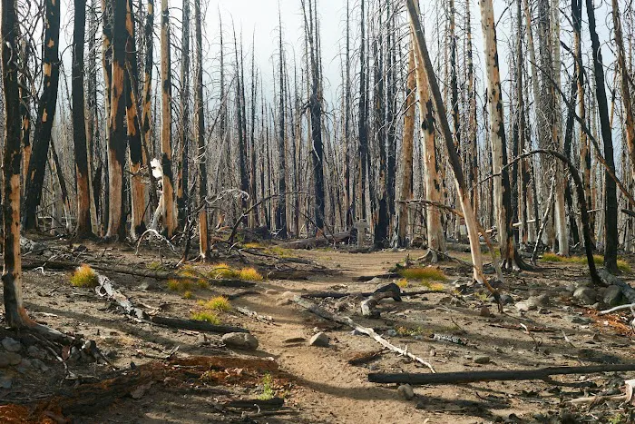 Three Creek Meadow Campground & Horsecamp Picture 2