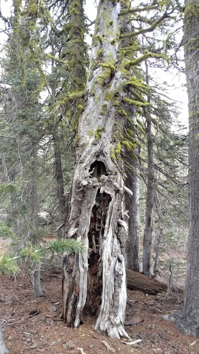 Driftwood Campground Picture 10