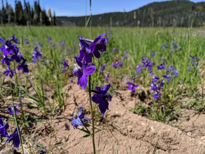 Soda Creek Campground Picture 6