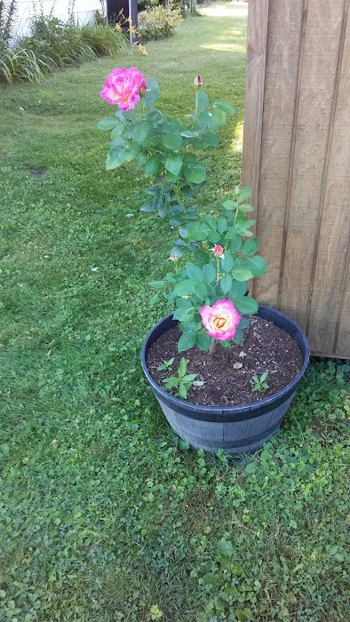 Rolling Wheels Estates Picture 6