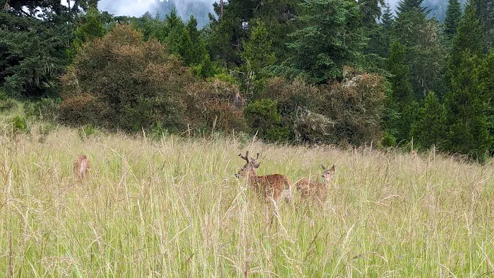 Moon Shadow Meadows Picture 2
