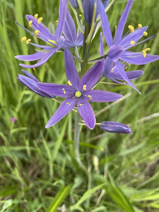 Bedrock Campground Picture 9