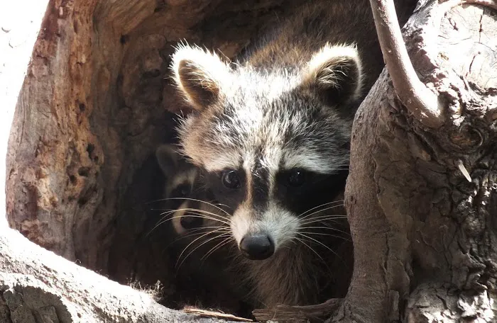 Black Canyon Campground Picture 7