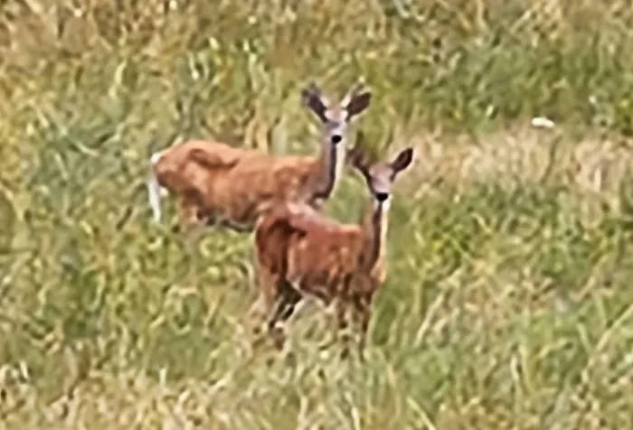 Alex’s Campground Picture 4