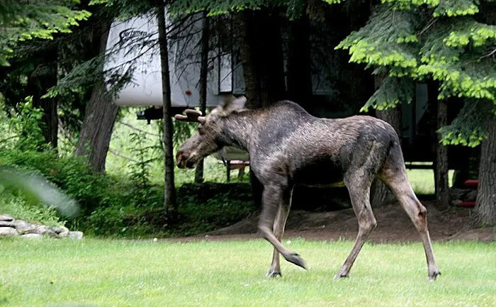 Lost Moose Campground Picture 3