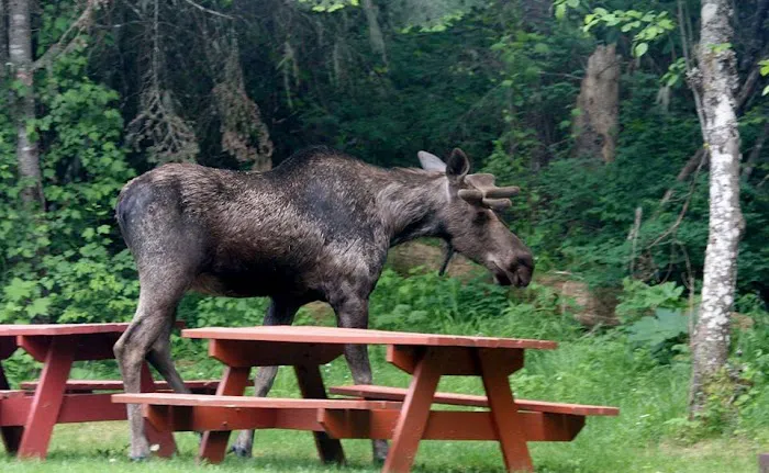 Lost Moose Campground Picture 1