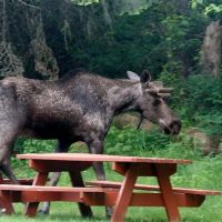 Lost Moose Campground ico
