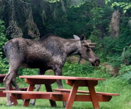 Lost Moose Campground