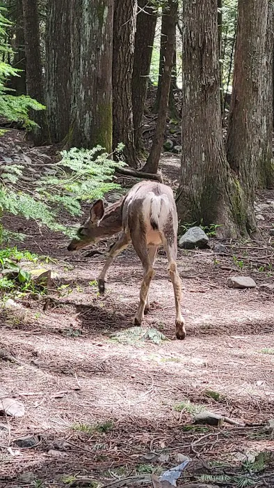 Huckleberry Campground Picture 9