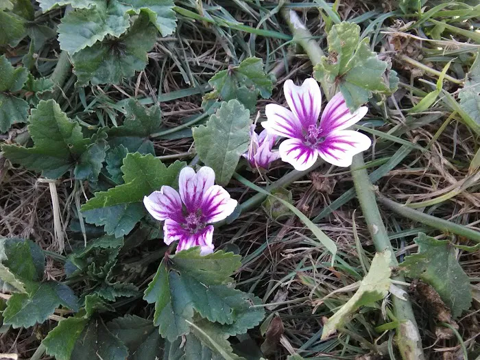 Sunset Landing RV Park Picture 3