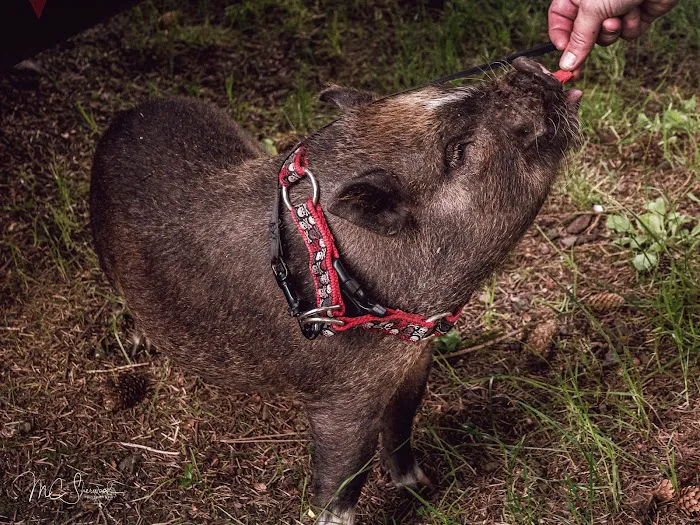 Lincoln City KOA Holiday Picture 5