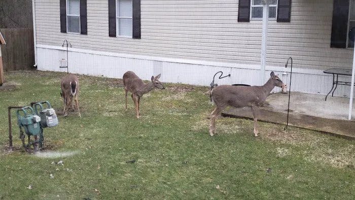 Madison City Mobile Home Community Picture 4