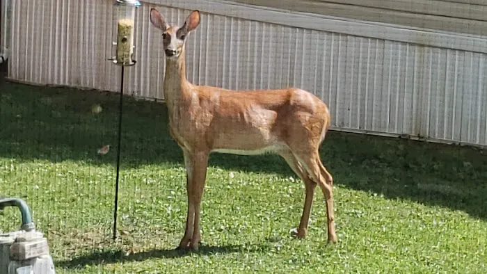 Madison City Mobile Home Community Picture 5