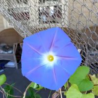 Greenfield Estates Mobile Park ico