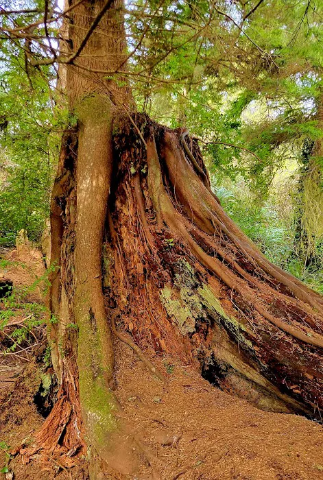 Umpqua Lighthouse State Park Campground Picture 6