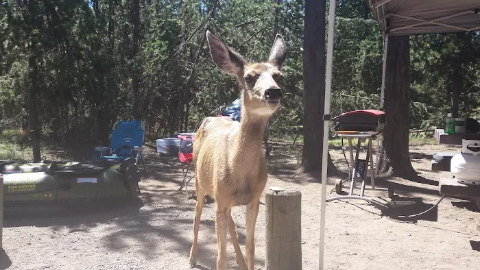 Lava Lake Campground Picture 5