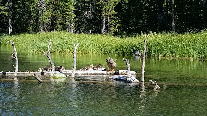 Little Lava Lake Campground and Boat Ramp Picture 10