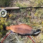 Cow Meadow Campground