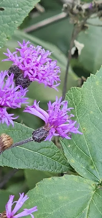 Sleepy Hollow RV Park Picture 4