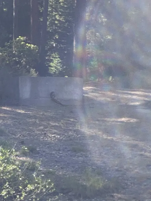 SHEEP BRIDGE Picture 4