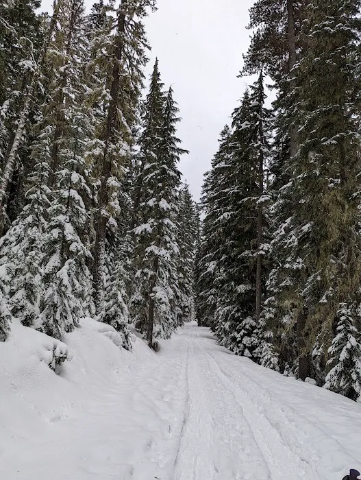 Gold Lake Campground Picture 10