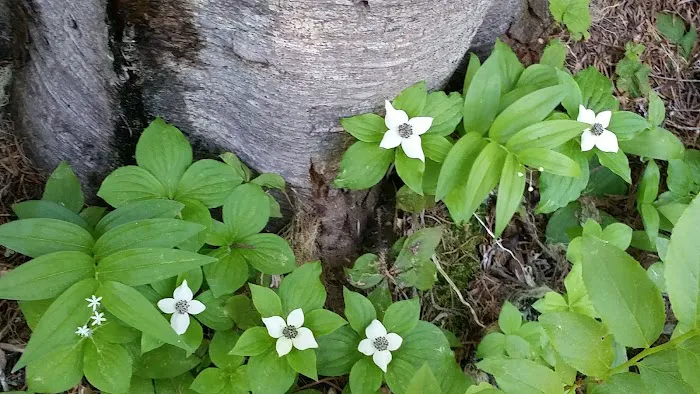 Gold Lake Campground Picture 1