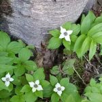 Gold Lake Campground