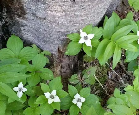 Gold Lake Campground
