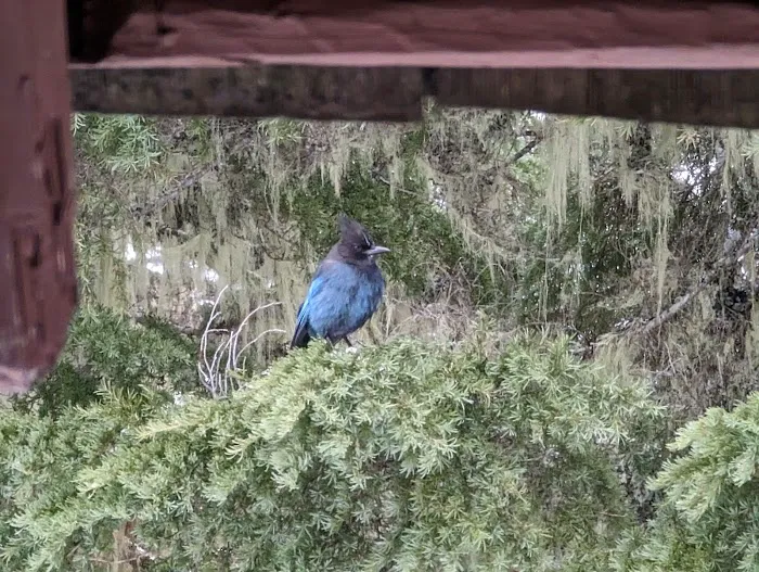 Gold Lake Campground Picture 6