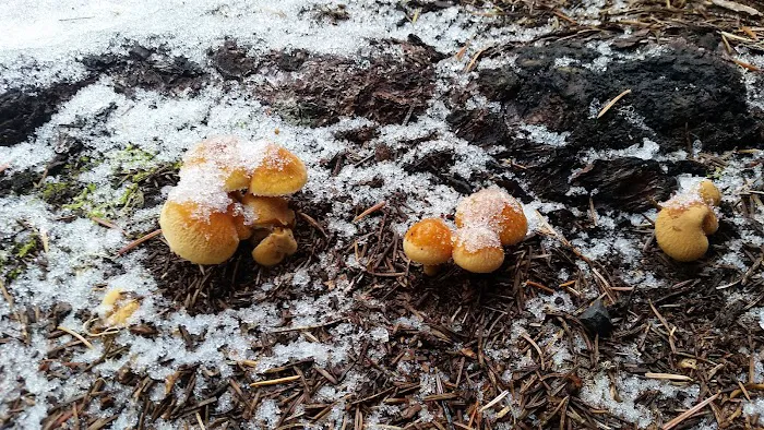 Gold Lake Campground Picture 7