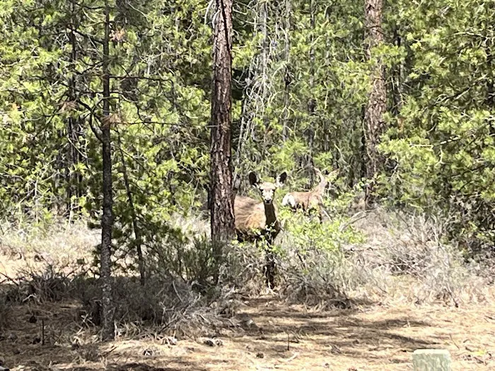 North Twin Lake Campground Picture 3