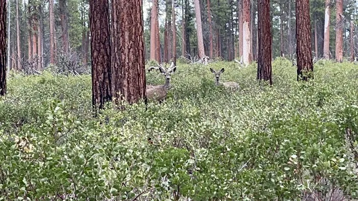 North Twin Lake Campground Picture 1