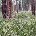 North Twin Lake Campground