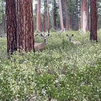 North Twin Lake Campground ico