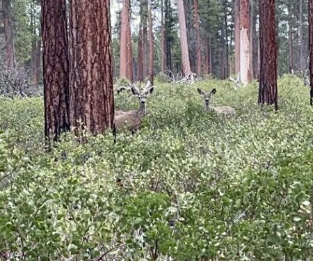 North Twin Lake Campground