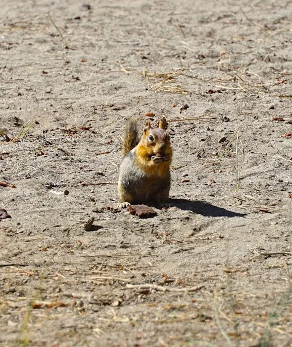 North Twin Lake Campground Picture 10
