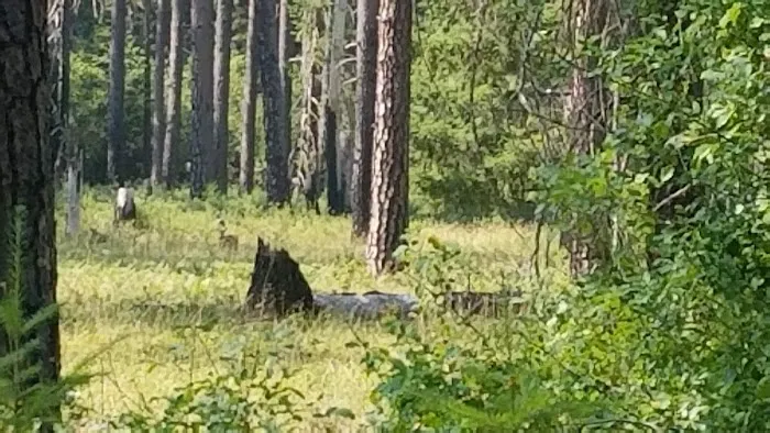 Sacandaga Campground Picture 2