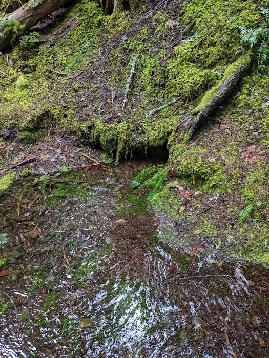 Indigo Springs Campground Picture 3