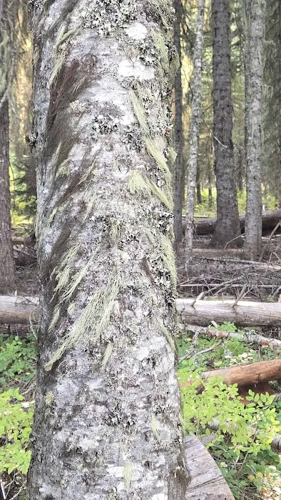 Trapper Creek Campground Picture 7