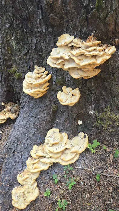 Trapper Creek Campground Picture 4