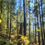 Lund Park Campground