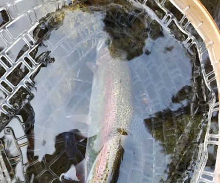 Broken Bowl Campground