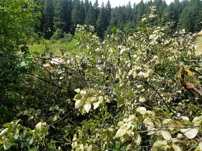 Big Pool Campground Picture 10