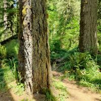 Clark Creek Organization Campground ico